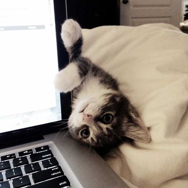 5 Reasons Why You Should Foster a Pet in College