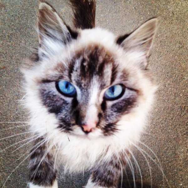Why I'm A Cat Person