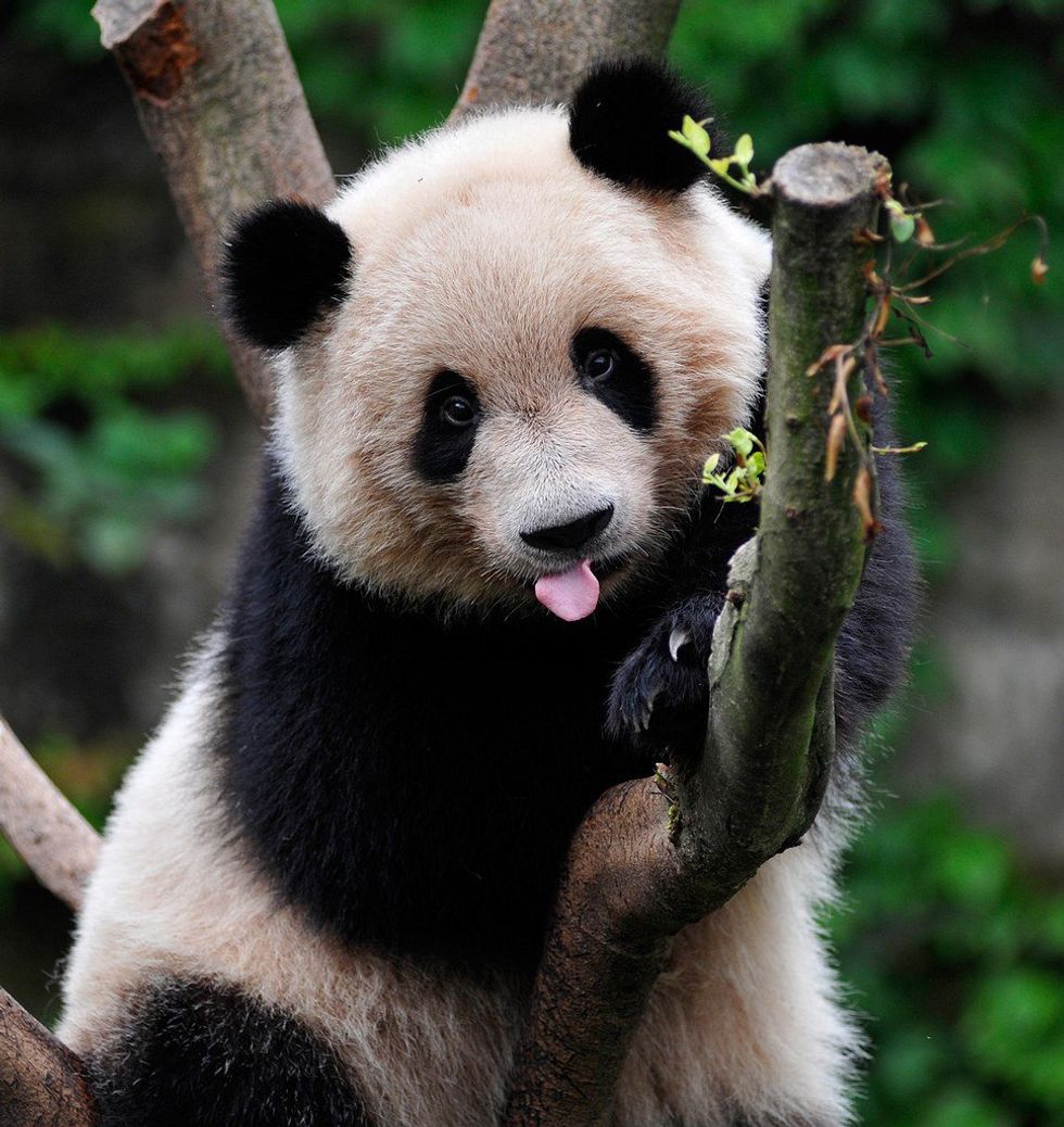 Pet Stores Aren't Zoos!