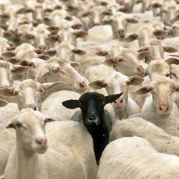 How Life Is As A Black Sheep
