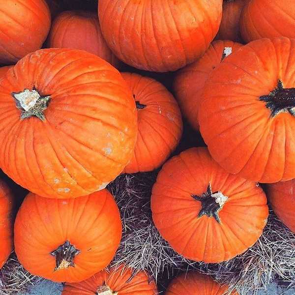 Fall Activities That Won't Break The Bank