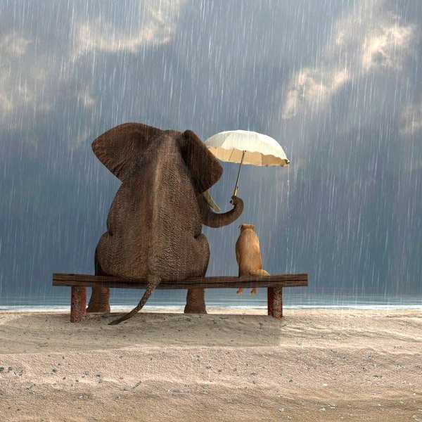 Kindness Cures All