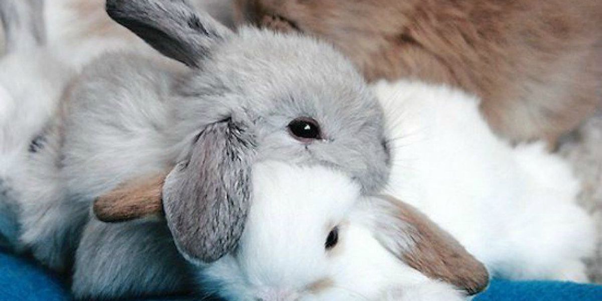 Top 8 Things You Probably Don't Know About Rabbits | The Odyssey Online