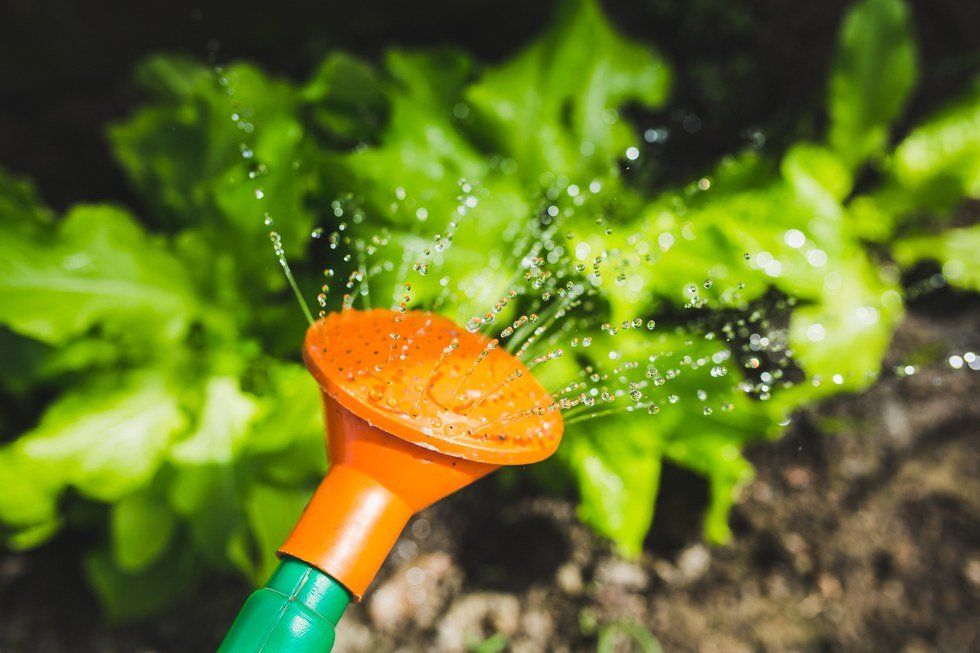 The Lazy Gardener's Guide to Growing Anything
