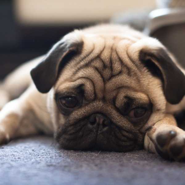 A Letter To My Owner