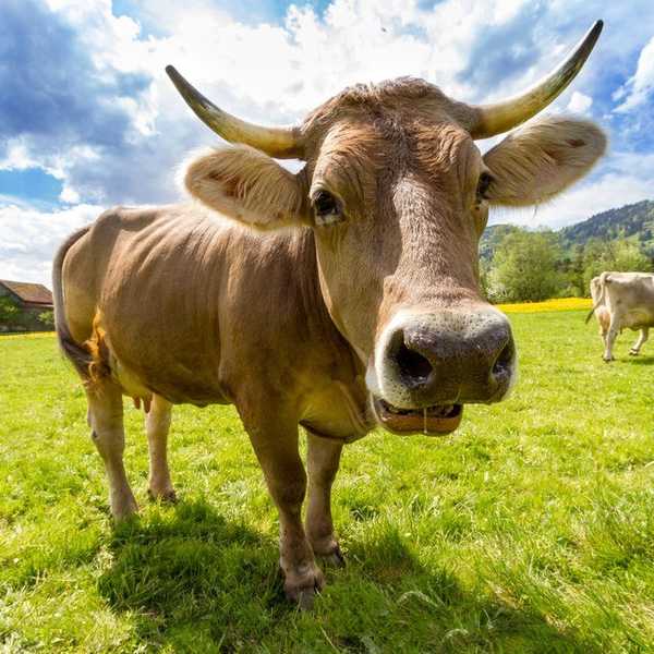 Morality of Meat: Why We Shouldn't Eat Animals in Modern Society