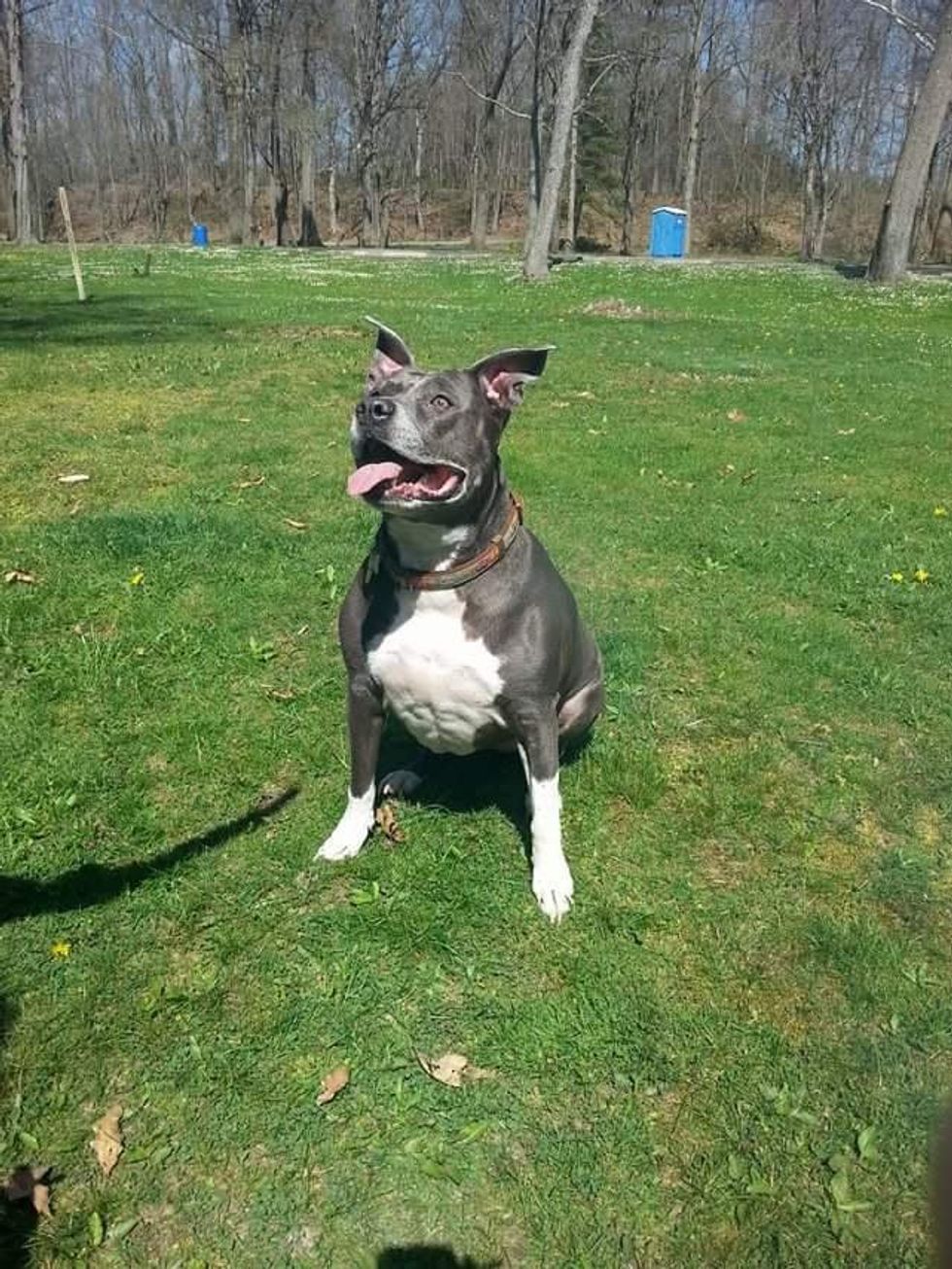 My Pitbull Is My Best Friend