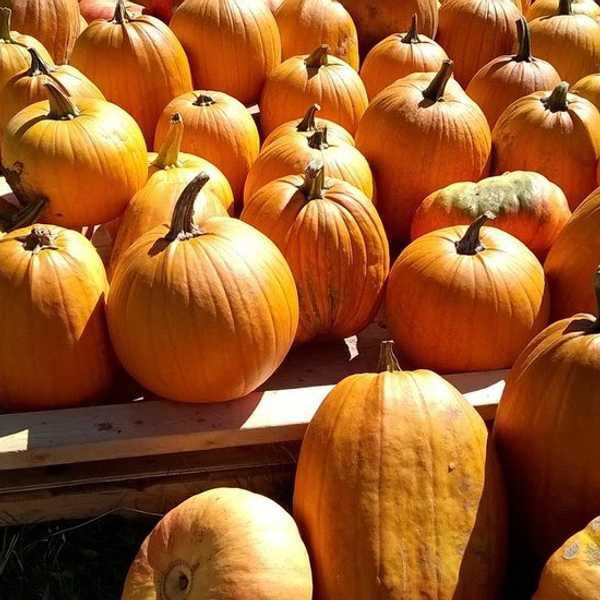 Top Fall Recipes For The Pumpkin Lovers