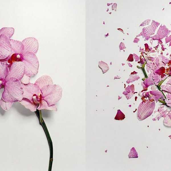 Goodness In The Garden Of Beauty