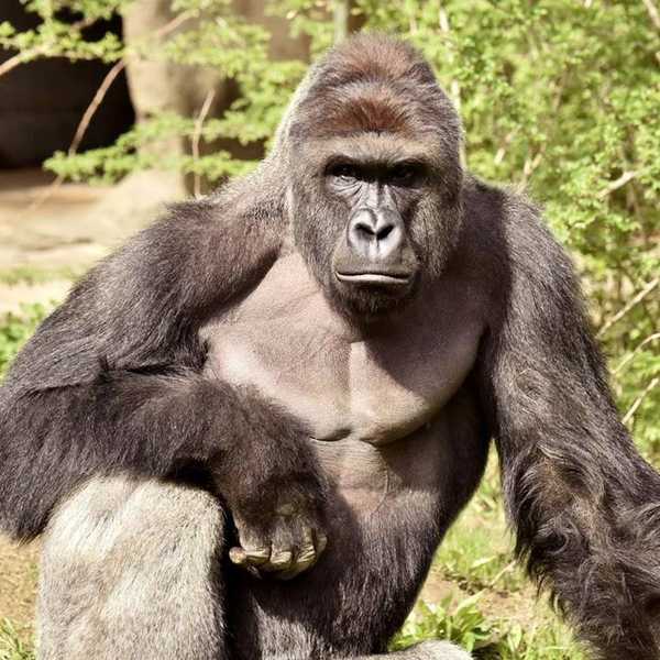 Why PETA's Depiction Of Zoos Is Incorrect