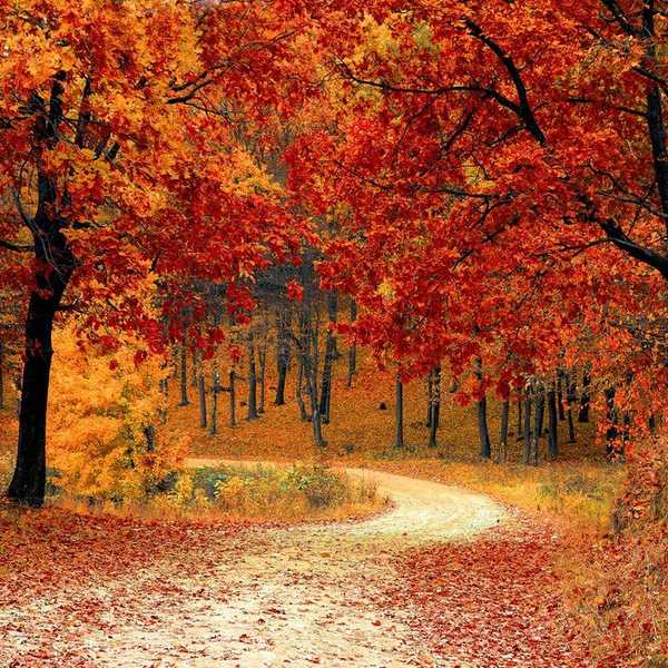 The Top 5 Reasons Why I’m In Love with Fall