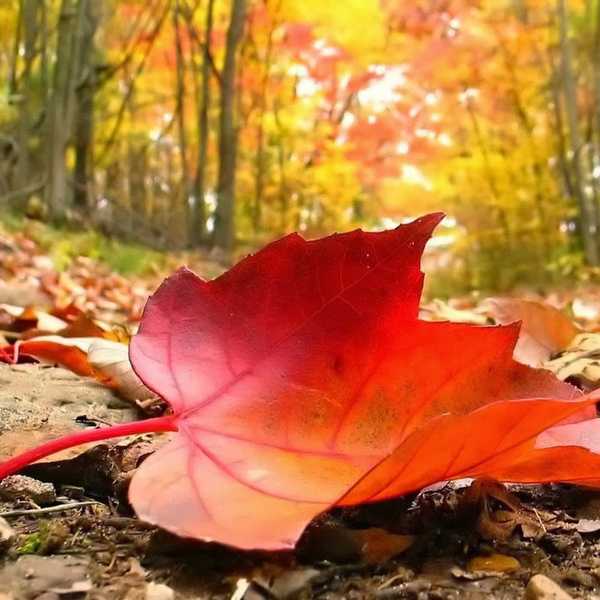 9 Reasons You Should Be Beyond Excited For Fall