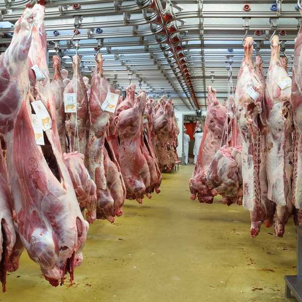 Meat Is Poison
