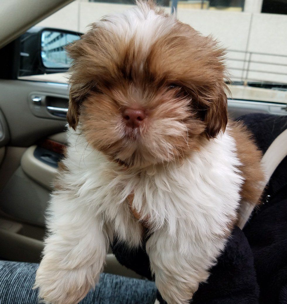 Read This Before You Buy A Puppy