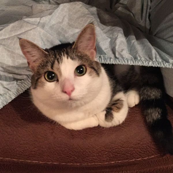 An Open Letter To My Cat