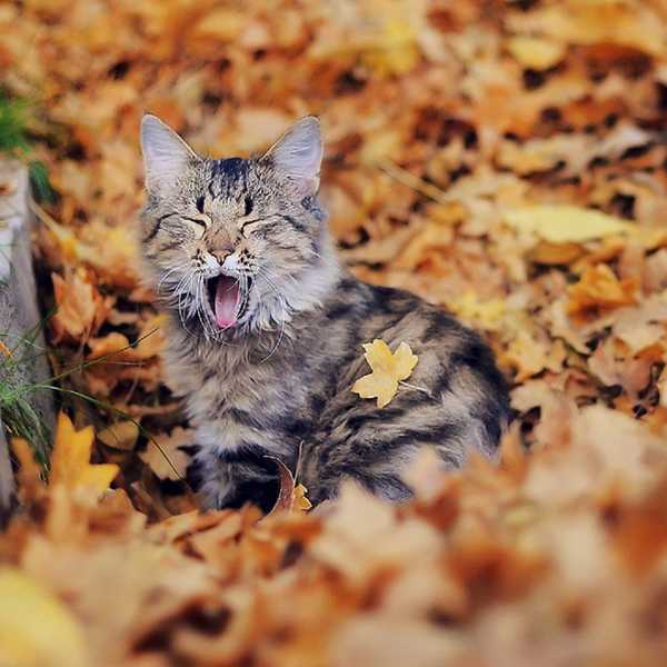 Fall: More Than A Season