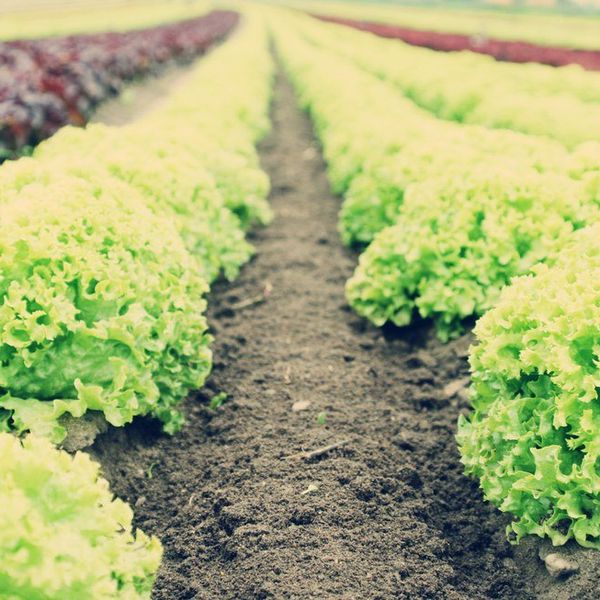 Go Organic, It's Worth It