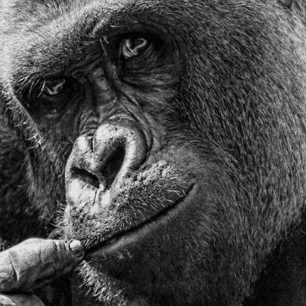 Six Little Known Facts About Harambe