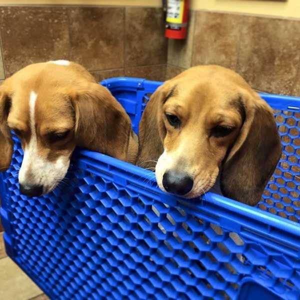 10 Things You Can Relate To When You're Obsessed With Dogs
