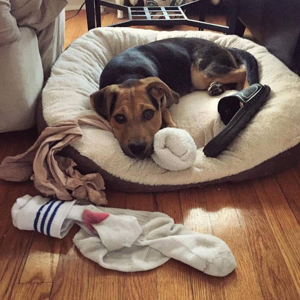 Having A Puppy In An Apartment Is Different Than In A House