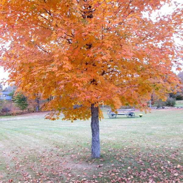 The Ultimate Fall Bucket List