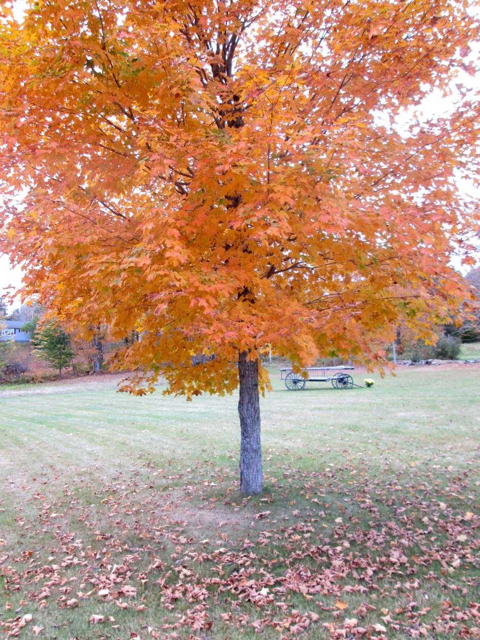 The Ultimate Fall Bucket List