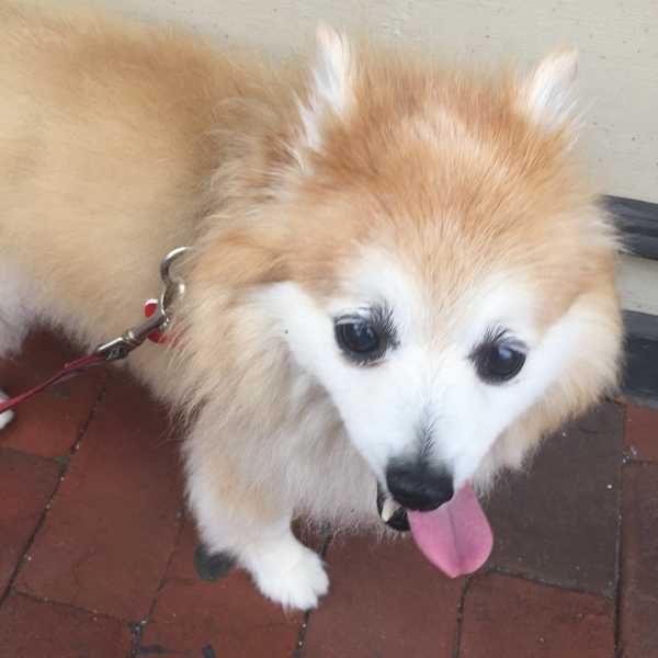 Why Your Dog Is Actually Your Best Friend