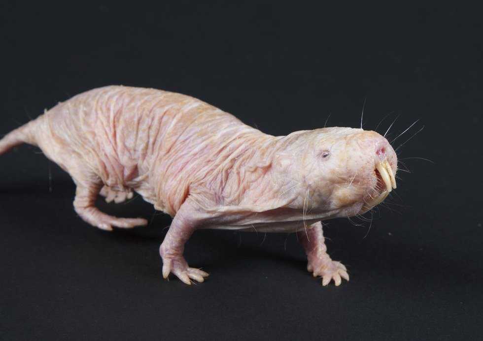 The Weird, The Crazy, and the Amazing Life of The Naked Mole Rat