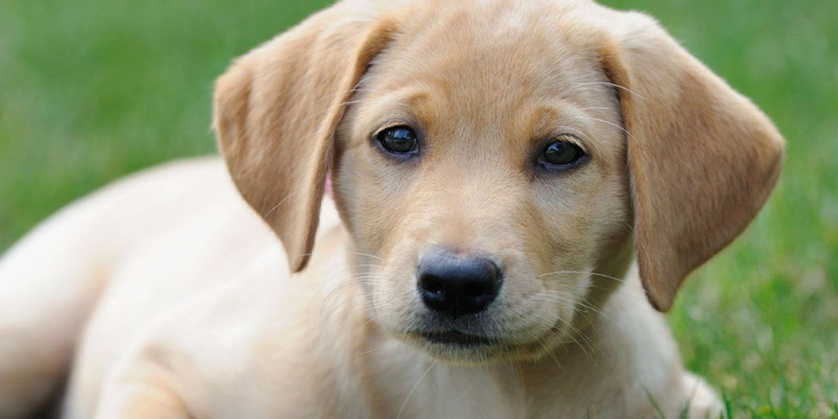 Beste Dogs Races 10 of the Best Dog Breeds | The Odyssey Online