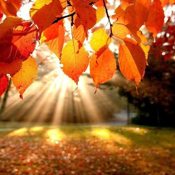 Just Falling For Fall