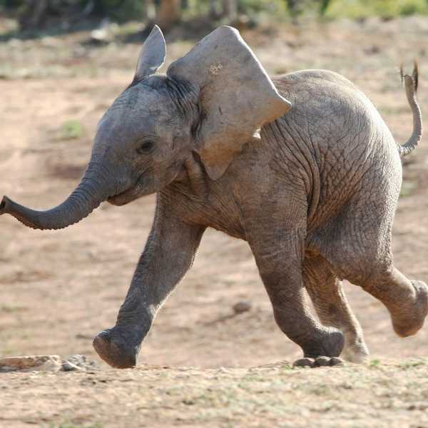 Twelve Pictures Of Baby Elephants To Cheer You Up Today