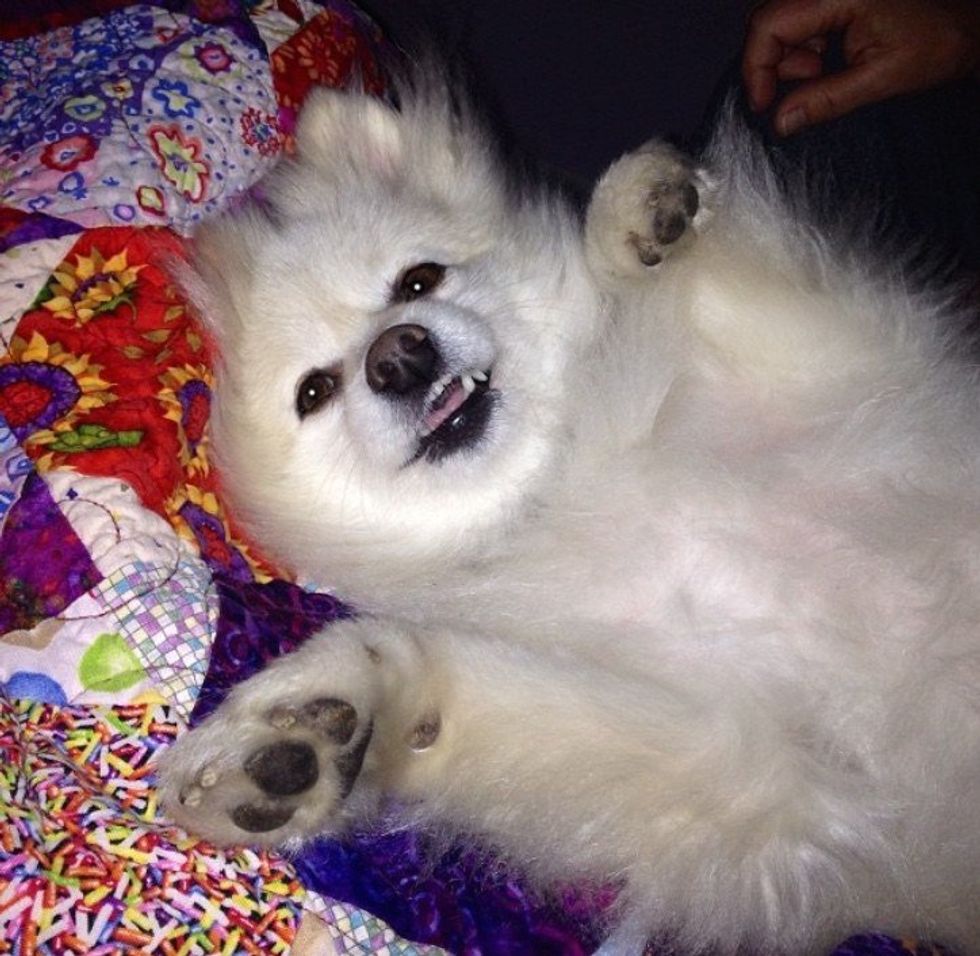 8 Things All Dog Lovers Know To Be True