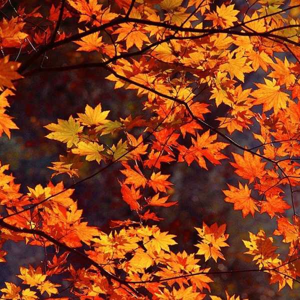 25 Things I'm Looking Forward to the Fall