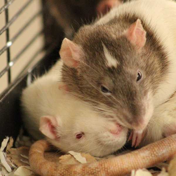10 Reasons Why Pet Rats Are The Perfect Pet For A College Student