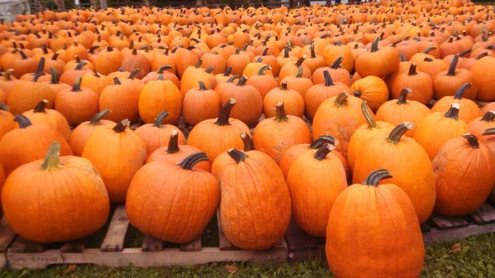 Patterson Fruit Farm: Home of Ohio's Favorite Fall-Time Fun!