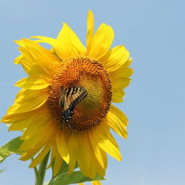 860.3 Million: The approximate number of words we will speak in a lifetime,