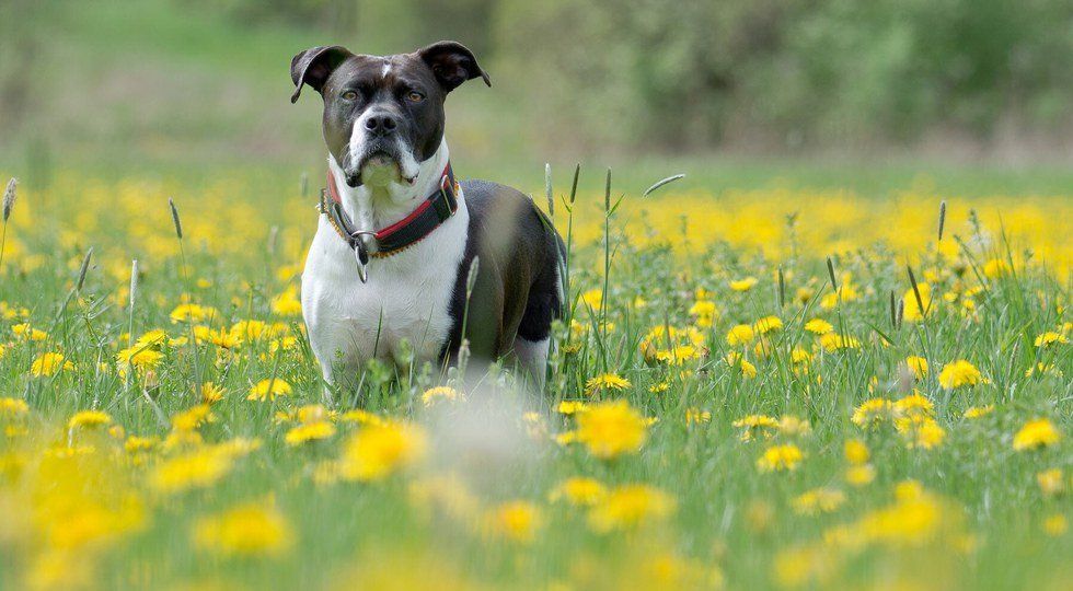 Things You Wish You Could Thank Your Dog For