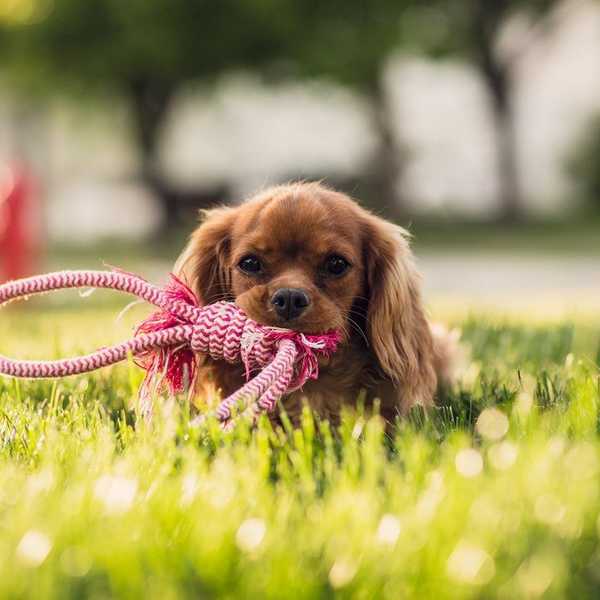 Puppy Fever