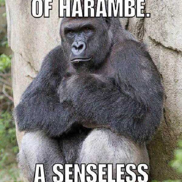 WE MISS YOU HARAMBE