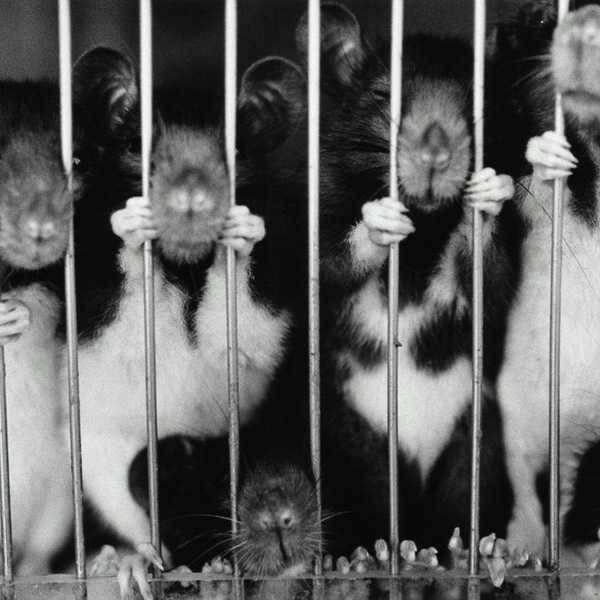 Why You Should Choose Cruelty-Free Beauty