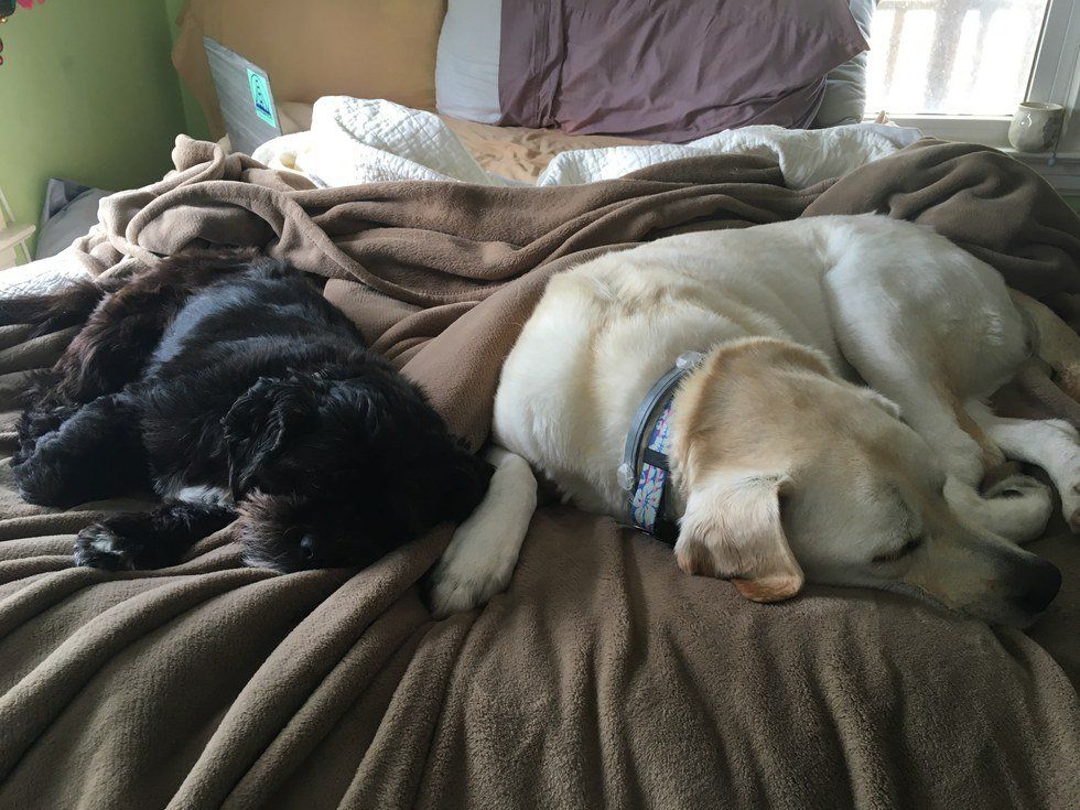 A Thank You To My Dogs