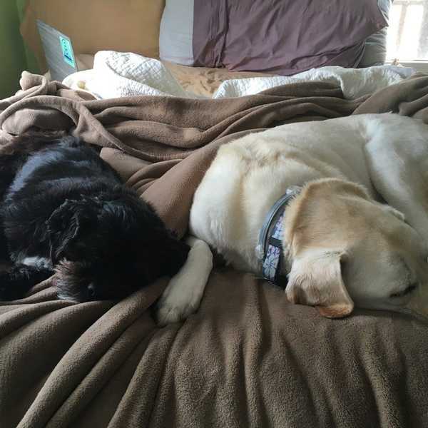A Thank You To My Dogs