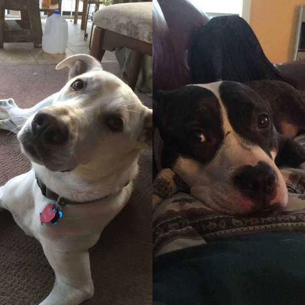 19 Reasons Why Dogs Are The Best Things On Earth