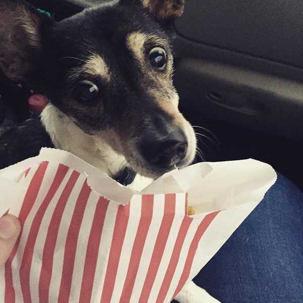 I Wrote 4,000 Words When My Dog Died