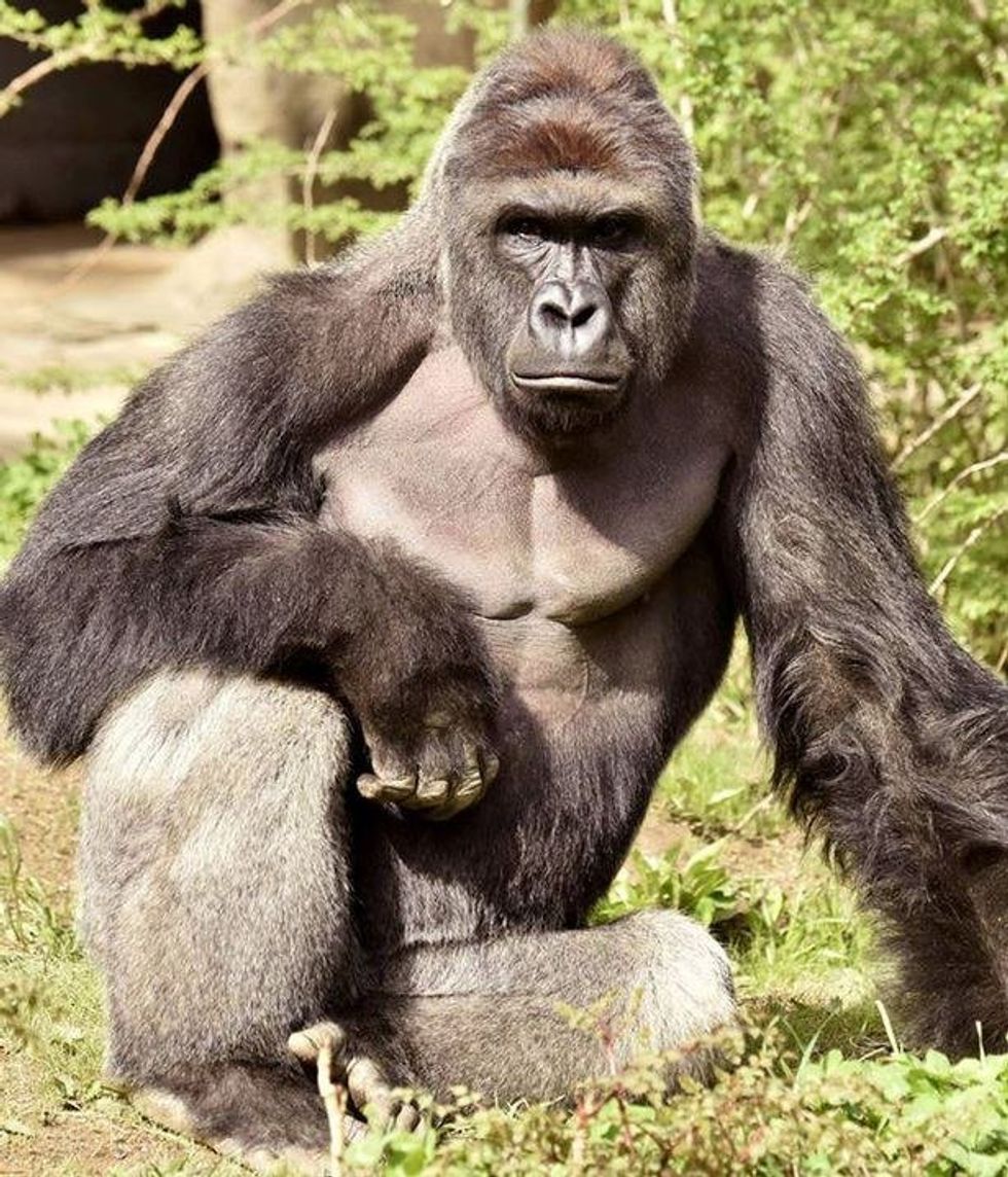 King Kong Breaks Silence On The Death of Harambe