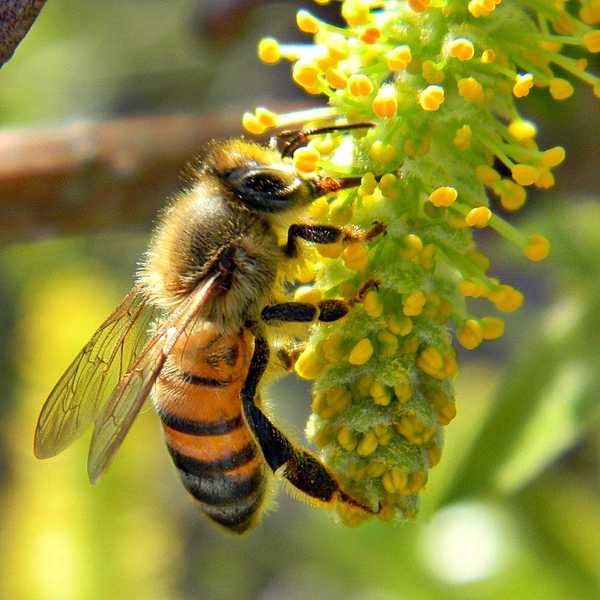 Why The World Needs Bees