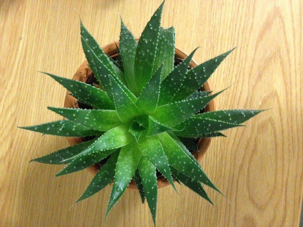 Why You Should Get A Plant