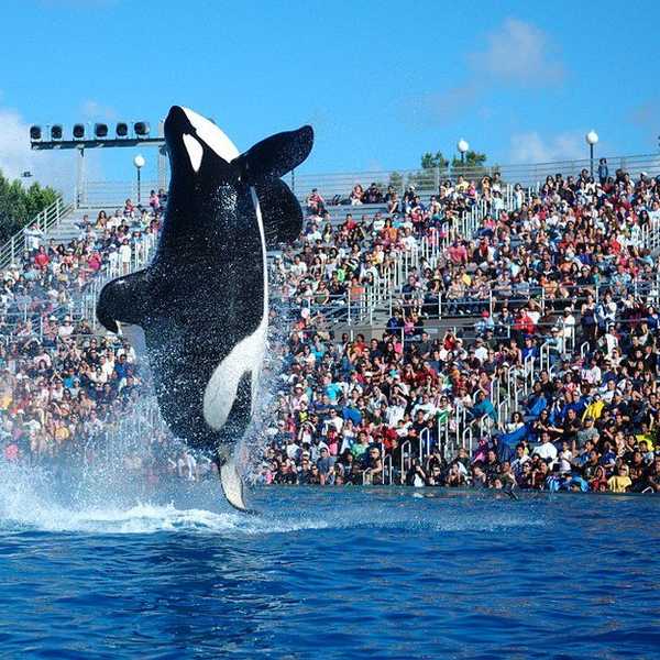 SeaWorld: Amusement Park or ABUSEment Park?