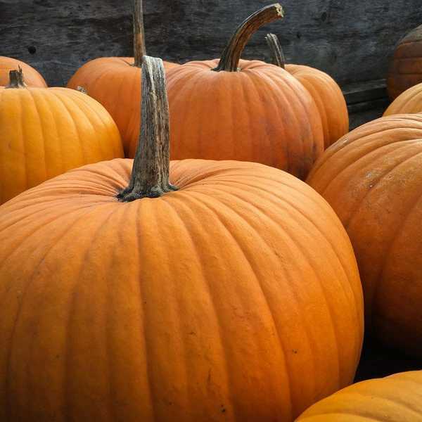 10 Reasons Why Pumpkins Are The Best