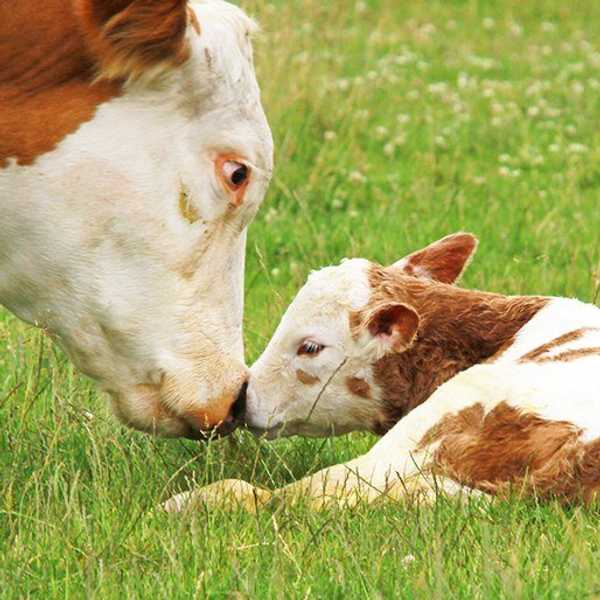 Why Being A Vegan Is More Than Just A Food Choice
